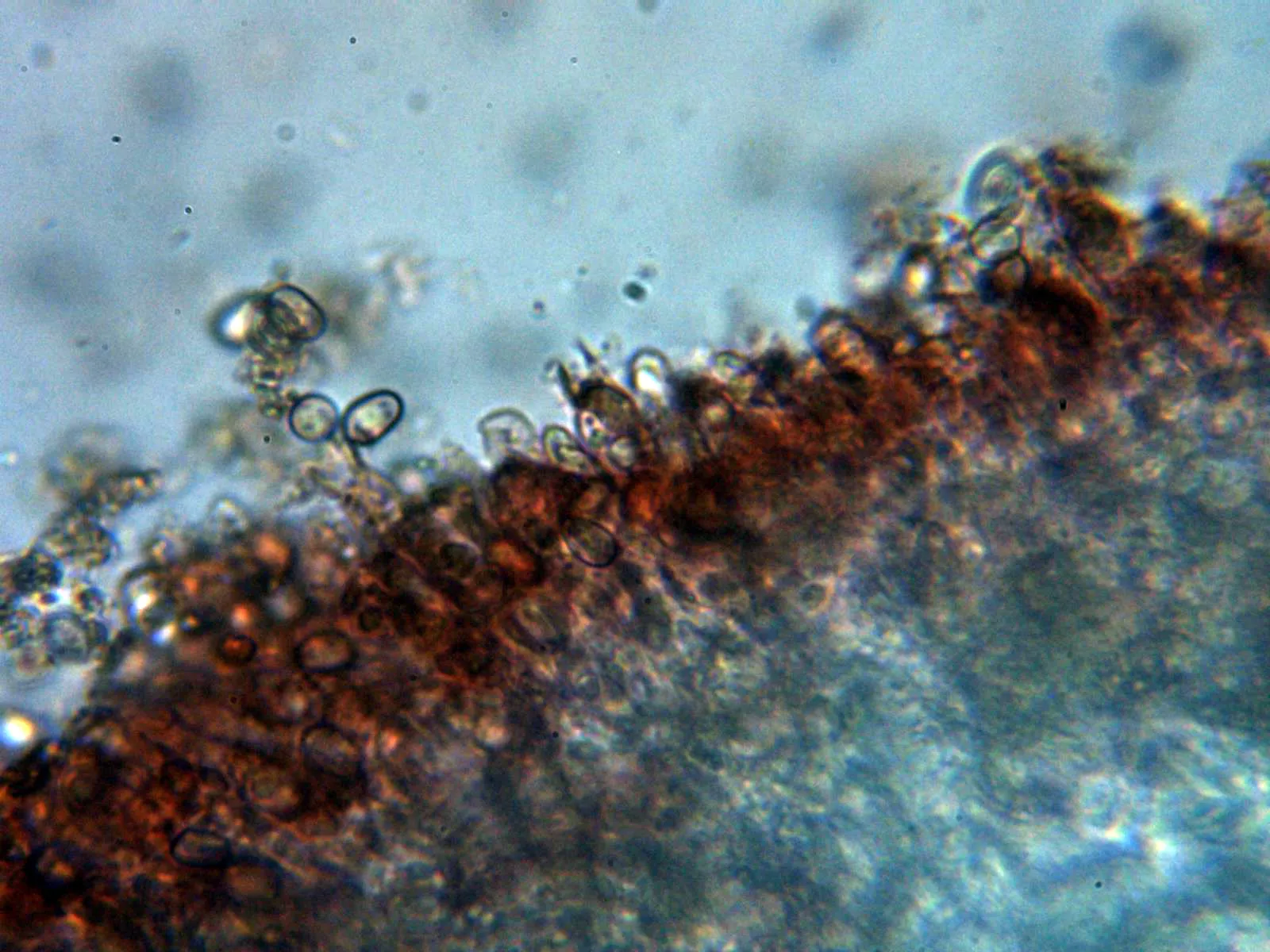 Microscopía de Tapinella atrotomentosa - 10 - Basidios 1